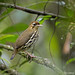 Short-tailed Antthrush - Tovaca-campainha - Chamaeza campanisona