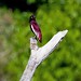 Pompadour Cotinga