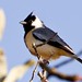 Coal-crested Finch