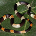 Banded Calico Snake (Oxyrhopus petola digitalis)
