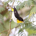 Yellow-backed Tanager (Hemithraupis flavicollis)