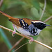 Formigueiro-assobiador (Myrmoderus loricatus) macho