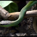 Cobra Verde@Instituto Butantan