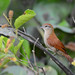 Arredio-do-rio // Rusty-backed Spinetail