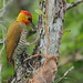 Pica-pau-bufador (male) / Yellow-throated Woodpecker / Piculus flavigula (Boddaert, 1783)