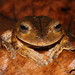 Sapo-martelo (Hypsiboas faber) Blacksmith tree frog
