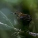 scaly-breasted wren