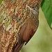 Arapaçu-riscado (Xiphorhynchus obsoletus) Striped Woodcreeper