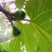 Fig-tree - Figueira - 1