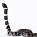 Dormideira - Sleep Snake (Sibynomorphus mikanii)