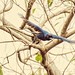 Gralha-azul, Azure Jay (Cyanocorax caeruleus.)