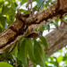 Pica-pau-anão-da-caatinga/Ochraceous Piculet (Picumnus limae)