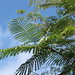 starr-091104-9061-Anadenanthera_colubrina-leaves-Kahanu_Gardens_NTBG_Kaeleku_Hana-Maui