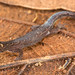 Amazon Pygmy Gecko (Pseudogonatodes guianensis)