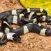 Banded Calico Snake (Oxyrhopus petola)