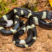 Banded Calico Snake (Oxyrhopus petola)