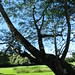 starr-091104-0843-Anadenanthera_colubrina-trunk_and_canopy-Kahanu_Gardens_NTBG_Kaeleku_Hana-Maui