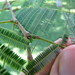 starr-091104-9064-Anadenanthera_colubrina-leaves_and_nectar_glands-Kahanu_Gardens_NTBG_Kaeleku_Hana-Maui