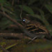 Wing-banded Antbird (Myrmornis torquata) Roche Corail 070707