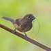 Lesser Seed-Finch female (Oryzoborus angolensis, Chestnut-bellied Seed-Finch) - Sani Lodge