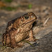 Sapo-cururu (Rhinella icterica) Yellow Cururu Toad - fêmea/female