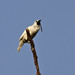 White Bellbird (Procnias alba)