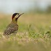 Carpintero Real || Golden - Breasted Woodpecker