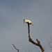 White Bellbird (Procnias alba)