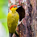 Yellow-throated Woodpecker working on a hole