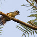 Rufous-winged Antwren_17-09-19_Herpsilochmus rufimarginatus