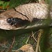 False Water Cobra (Hydrodynastes gigas) (Captive specimen)
