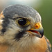 American Kestrel or Sparrow Hawk