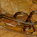 Banded Cat-eyed Snake (Leptodeira annulata)
