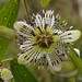 Passiflora sp. nov., Passifloraceae