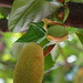 Jackfruit at Fairchild Tropical Botanic Garden, Coral Gables, FL