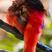 Guianan red cotinga