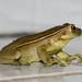 Trachycephalus mesophaeus - Milk Frog / Perereca-Leiteira (Hensel, 1867)