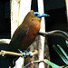 Coracine chauve Perissocephalus tricolor - Capuchinbird