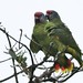 Papagaio de cara roxa - Amazona brasiliensis