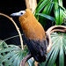 Coracine chauve Perissocephalus tricolor - Capuchinbird