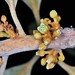 Pouteria ramiflora