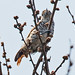 _W4A4134 White-barred Piculet (Picumnus cirratus)