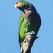 Papagaio-de-peito-roxo | Vinaceous-breasted Amazon (Amazona vinacea)