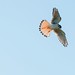 Quiriquiri (Falco sparverius)