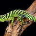 green thornytail iguana (Uracentron azureum)