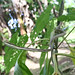 Brown vine-snake (Oxybelis aeneus)