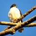 Gray-bellied Hawk / Gavilán de Vientre Gris (Accipiter poliogaster) en la estación Biológica Los Amigos