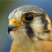 American Kestrel, too Sparrow Hawk