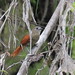 Plain-crowned Spinetail  Synallaxis gujanensis