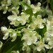 Flores da grumixameira (Eugenia brasiliensis La M.)